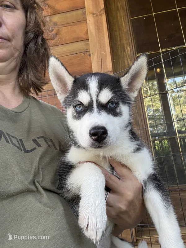 Heart – Siberian Husky puppy for sale in Elizabethtown, KY