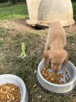 Bashful, a female Golden Retriever for sale in Elizabethtown, KY – 9 of 9