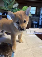 Rusty, a male Shiba Inu for sale in Elizabethtown, KY – Photo 2 of 10