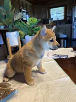 Rusty, a male Shiba Inu for sale in Elizabethtown, KY – Photo 6 of 10