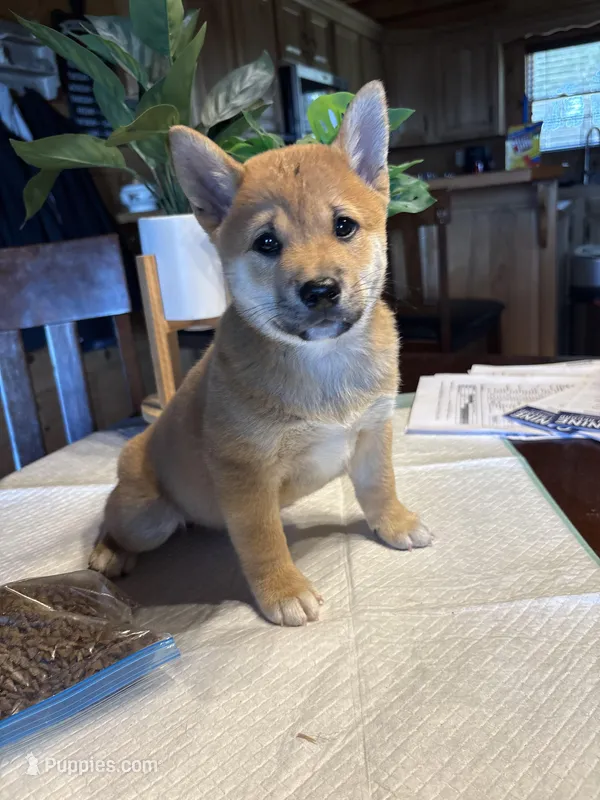 Rusty – Shiba Inu puppy for sale in Elizabethtown, KY