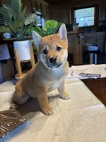 Rusty, a male Shiba Inu for sale in Elizabethtown, KY – Photo 4 of 10