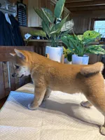 Rusty, a male Shiba Inu for sale in Elizabethtown, KY – Photo 9 of 10