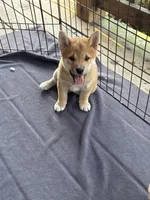 Rusty, a male Shiba Inu for sale in Elizabethtown, KY – Photo 10 of 10
