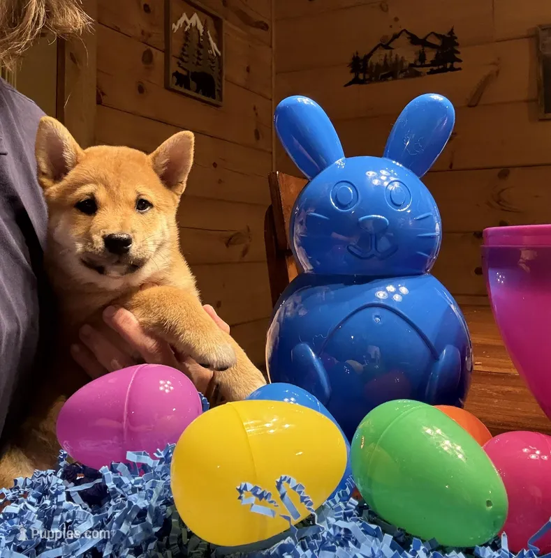 Rusty – Shiba Inu puppy for sale in Elizabethtown, KY