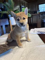 Rusty, a male Shiba Inu for sale in Elizabethtown, KY – Photo 5 of 10