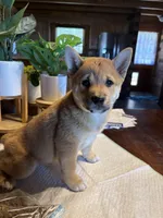 Rusty, a male Shiba Inu for sale in Elizabethtown, KY – Photo 8 of 10
