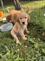Princess, a female Golden Retriever for sale in Elizabethtown, KY – 5 of 10