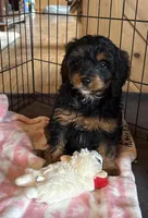 Black Beauty, a female Cavapoo for sale in Elizabethtown, KY – Photo 4 of 9