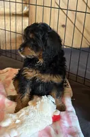Black Beauty, a female Cavapoo for sale in Elizabethtown, KY – Photo 2 of 9