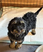 Brownie , a female Cavapoo for sale in Elizabethtown, KY – Photo 2 of 6