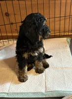 Brownie , a female Cavapoo for sale in Elizabethtown, KY – Photo 6 of 6
