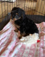 Black Beauty, a female Cavapoo for sale in Elizabethtown, KY – Photo 6 of 9