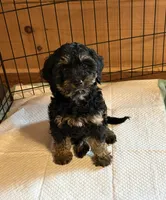 Brownie , a female Cavapoo for sale in Elizabethtown, KY – Photo 4 of 6