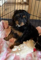 Black Beauty, a female Cavapoo for sale in Elizabethtown, KY – Photo 1 of 9