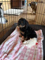Black Beauty, a female Cavapoo for sale in Elizabethtown, KY – Photo 9 of 9