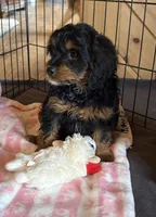 Black Beauty, a female Cavapoo for sale in Elizabethtown, KY – Photo 5 of 9