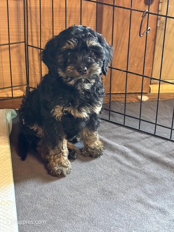 Brownie , a female Cavapoo for sale in Elizabethtown, KY – Photo 1 of 6
