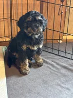 Brownie , a female Cavapoo for sale in Elizabethtown, KY – Photo 1 of 6