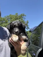 Bluish Merle tricolor -Onyx, a female Australian Shepherd for sale in Elizabethtown, KY – 7 of 8
