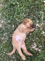 Grumpy, a male Golden Retriever for sale in Elizabethtown, KY – 5 of 9