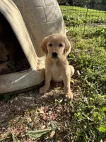 Princess, a female Golden Retriever for sale in Elizabethtown, KY – 9 of 10
