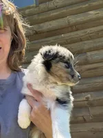 Blue Merle- Pearl, a female Australian Shepherd for sale in Elizabethtown, KY – 6 of 9