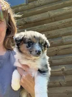 Blue Merle- Pearl, a female Australian Shepherd for sale in Elizabethtown, KY – 7 of 9