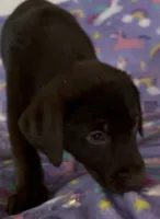 Brownie -chocolate , a female Labrador Retriever for sale in Sonora, KY – Photo 2 of 2