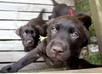 Chocolate chip , a female Labrador Retriever for sale in Elizabethtown, KY – Photo 2 of 2