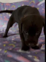 Brownie -chocolate , a female Labrador Retriever for sale in Sonora, KY – Photo 1 of 2