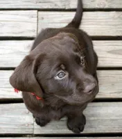 Chocolate chip , a female Labrador Retriever for sale in Elizabethtown, KY – Photo 1 of 2