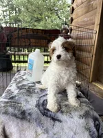 Lemon, a female Cavapoo for sale in Elizabethtown, KY – 3 of 7
