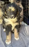 Bluish Merle tricolor -Onyx, a female Australian Shepherd for sale in Elizabethtown, KY – 8 of 8