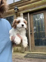 Lemon, a female Cavapoo for sale in Elizabethtown, KY – 5 of 7