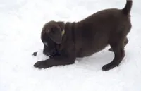 Chocolate Brownie , a female Labrador Retriever for sale in Elizabethtown, KY – Photo 2 of 2