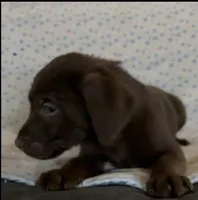 Mocha-chocolate , a female Labrador Retriever for sale in Sonora, KY – Photo 1 of 2