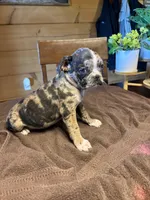 Violet, a female Bugg for sale in Elizabethtown, KY – Photo 3 of 10