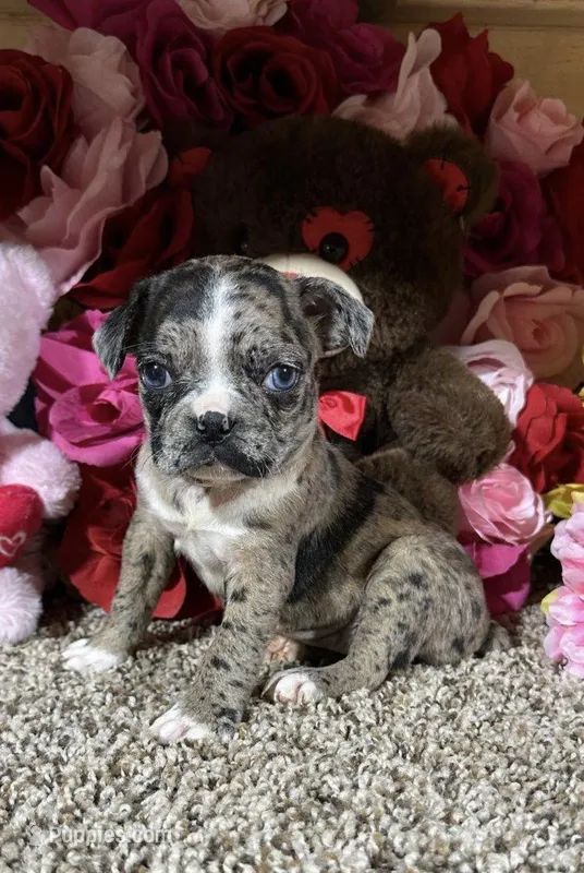 Violet – Bugg puppy for sale in Elizabethtown, KY