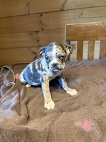 Violet, a female Bugg for sale in Elizabethtown, KY – Photo 6 of 10