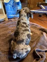 Violet, a female Bugg for sale in Elizabethtown, KY – Photo 10 of 10