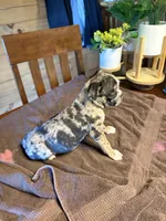 Violet, a female Bugg for sale in Elizabethtown, KY – Photo 4 of 10