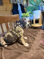 Violet, a female Bugg for sale in Elizabethtown, KY – Photo 7 of 10