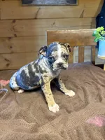 Violet, a female Bugg for sale in Elizabethtown, KY – Photo 9 of 10