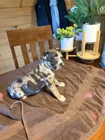 Violet, a female Bugg for sale in Elizabethtown, KY – Photo 2 of 10