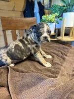 Violet, a female Bugg for sale in Elizabethtown, KY – Photo 5 of 10