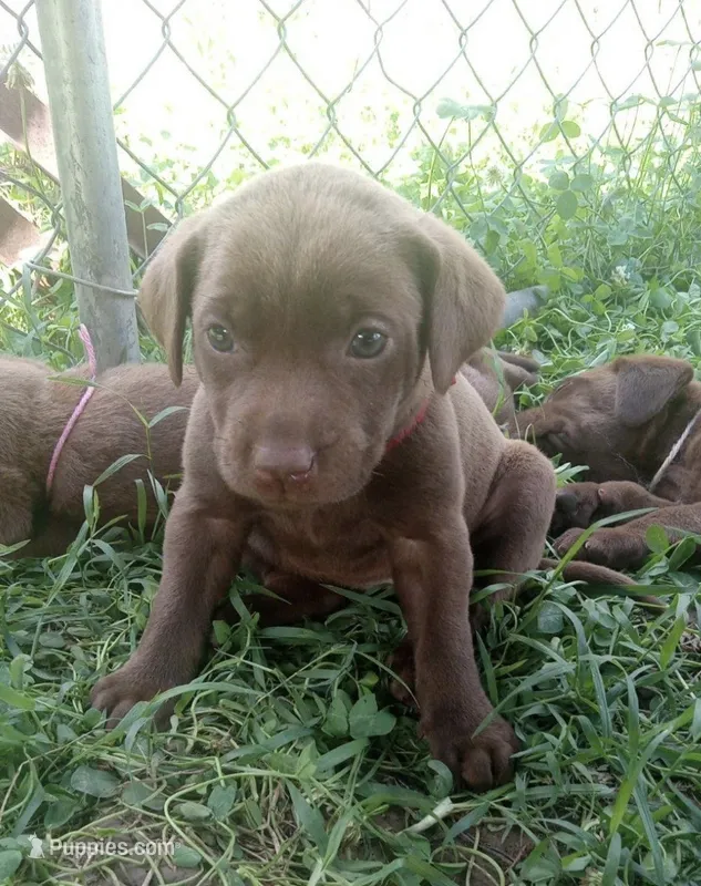 Cocoa – Labrador Retriever puppy for sale in Elizabethtown, KY