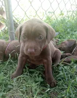 Cocoa, a female Labrador Retriever for sale in Elizabethtown, KY – 1 of 2