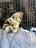 Blue Merle- Pearl, a female Australian Shepherd for sale in Elizabethtown, KY – 2 of 9
