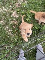 Sleepy , a male Golden Retriever for sale in Elizabethtown, KY – 8 of 10